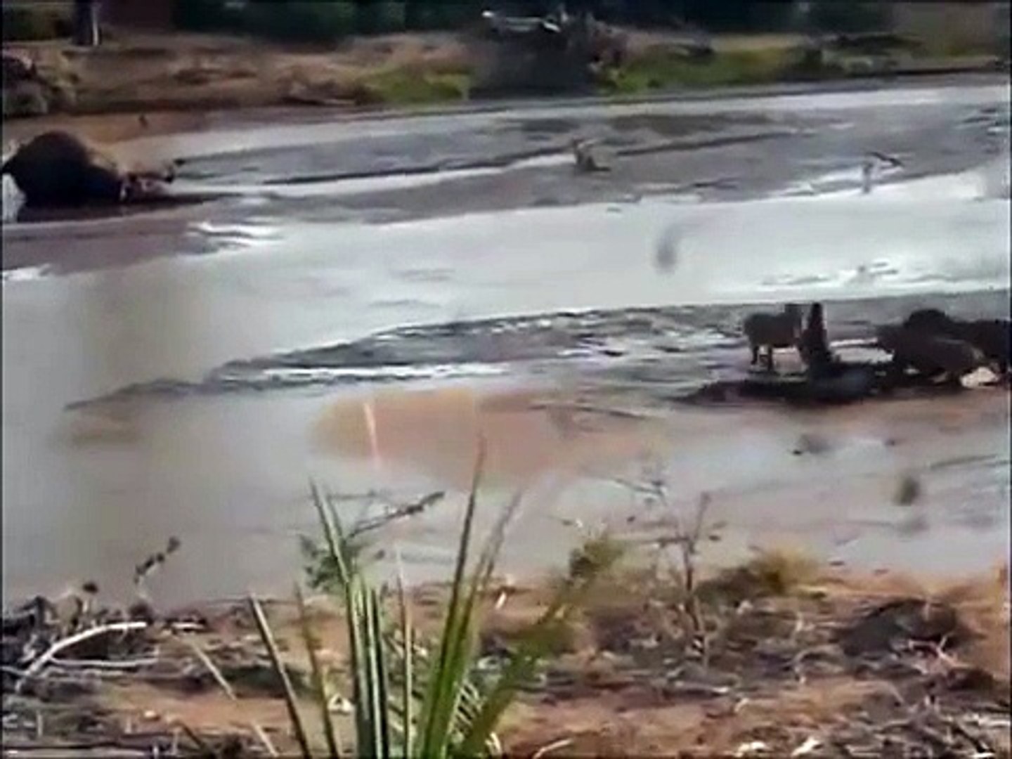 León macho atacando a un cocodrilo gigante - video Dailymotion