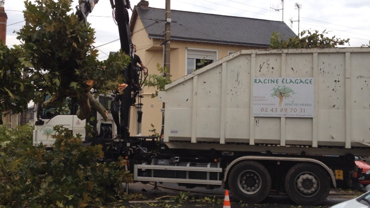 Abattage de 8 platanes au Mans