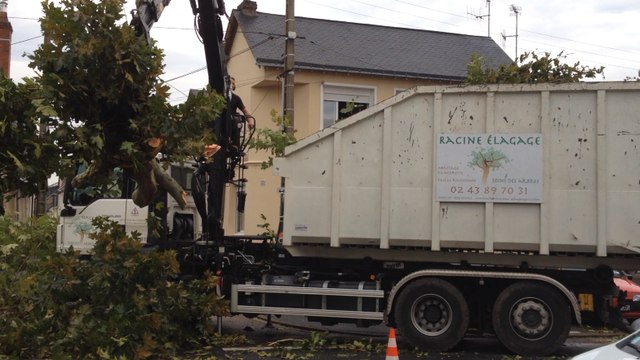 Abattage de 8 platanes au Mans