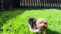 Yorkie vs Shih Tzu