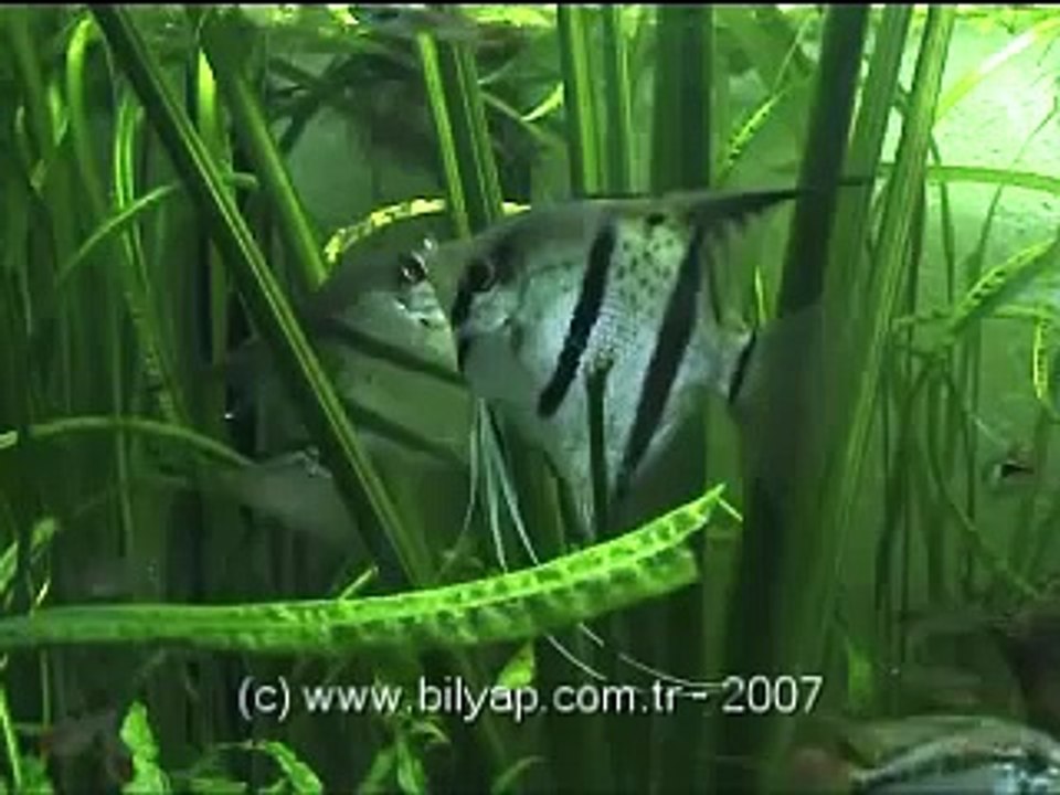 An angelfish pair laying eggs in a community aquarium