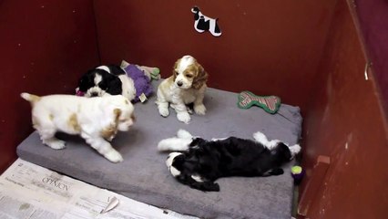 6 week old Cocker Spaniel puppies playing
