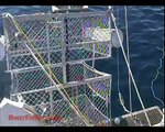 Shark Cage Diving Neptune Islands Port Lincoln South Australia Calypso Charters