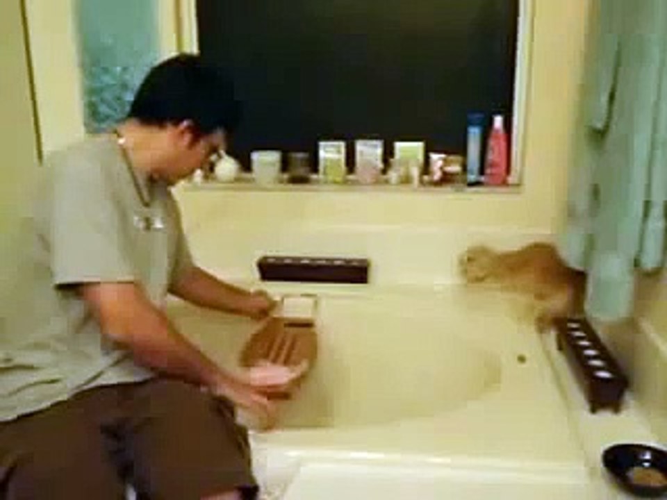 Ahi the Terror   Angriest Cat EVER!