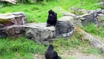 Baby gorillas Kabibe and Hasani, SF Zoo Oct 10, 2014 #kabibe #hasani
