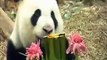 Giant Pandas' (Kai Kai and Jia Jia) celebrate the first year in Singapore Zoo