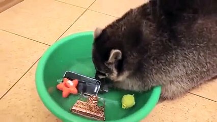 Ce raton laveur lave tout ce que vous aimez