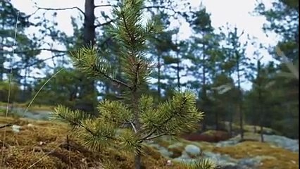 Leveraxe uses leverage to make woodcutting easy-by  Funny Videos Collection