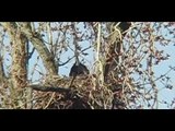 Bald Eagles Building Nest