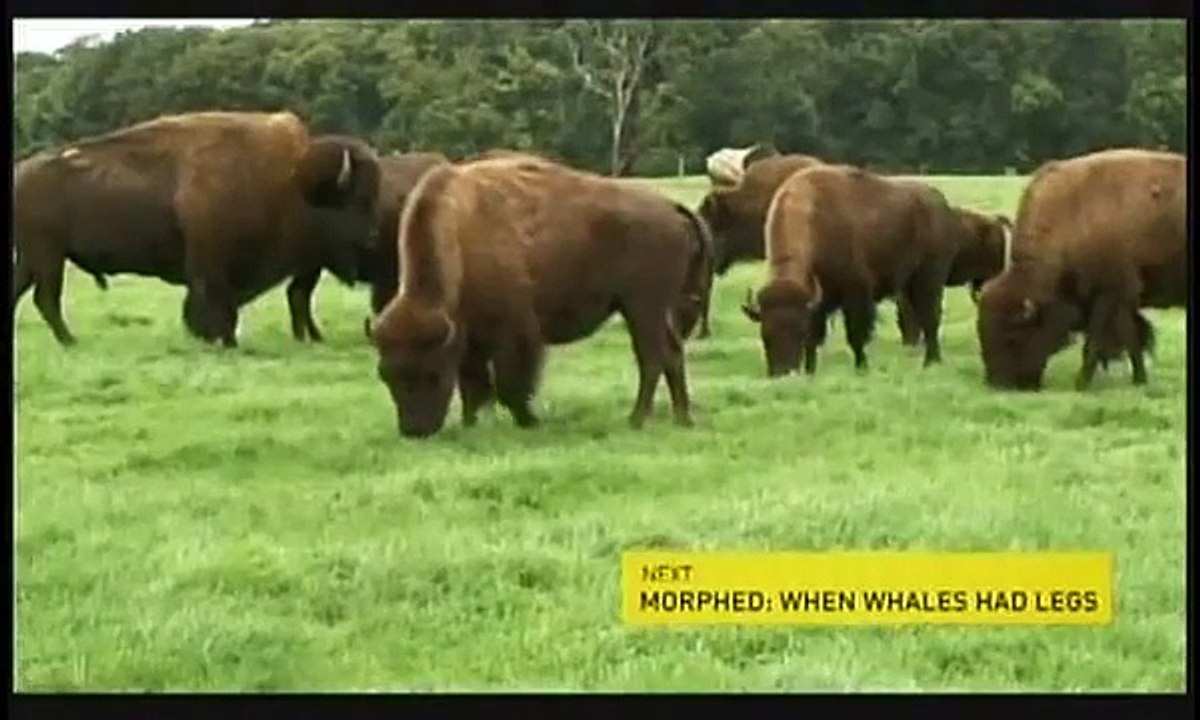Morphed: Before They Were Bears