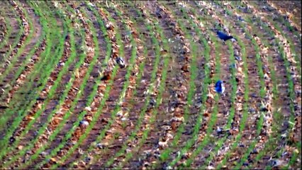 مقناص عاشق المقناص