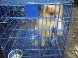 criadero de pomerania, perros pomerania en venta en mexico