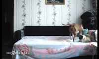 When the dog stays at home alone Пока никто не видит