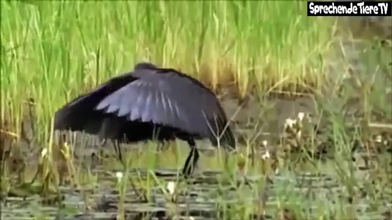 Nacht - Tag Sprechende Tiere 10 Minuten Version