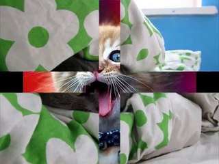 Funny Cats Funny Video Funny Pranks Funny Kittens