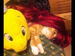 Funny Cats Funny Video Funny Pranks Part 2 Funny Kittens