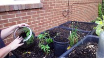 Winter Sowing - Transplanting Beefsteak Tomato Seedlings into Their 1st Pots After Grown in SNOW