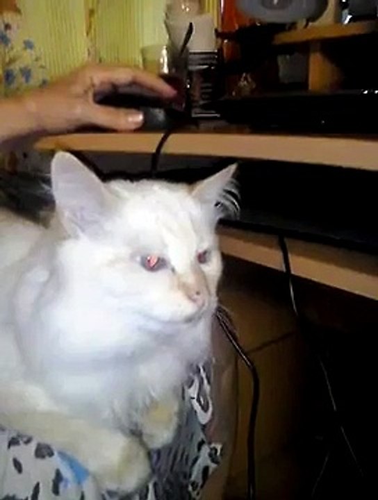 Кот и усы Реакция кота Russian Funny Cat