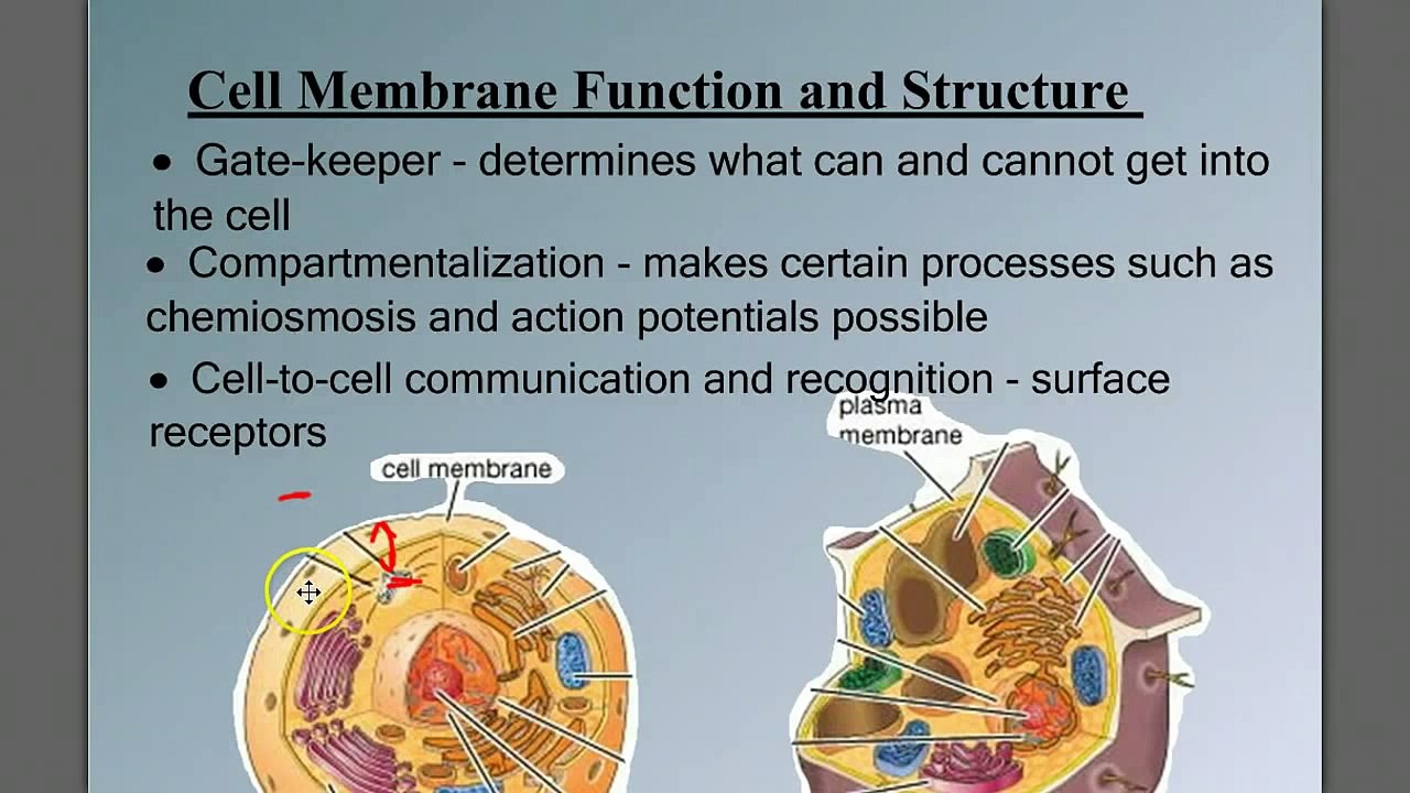 Structure and Function of the Cell Membrane