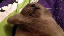 Кот жжет. Лучший прикол 2015 (Смотреть всем) Fun cat