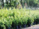 Planting  Fast Growing Screening Trees In North  NJ