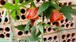 flores que atraem colibris - beija-flores, hummingbird-, cambacicas e outros seres