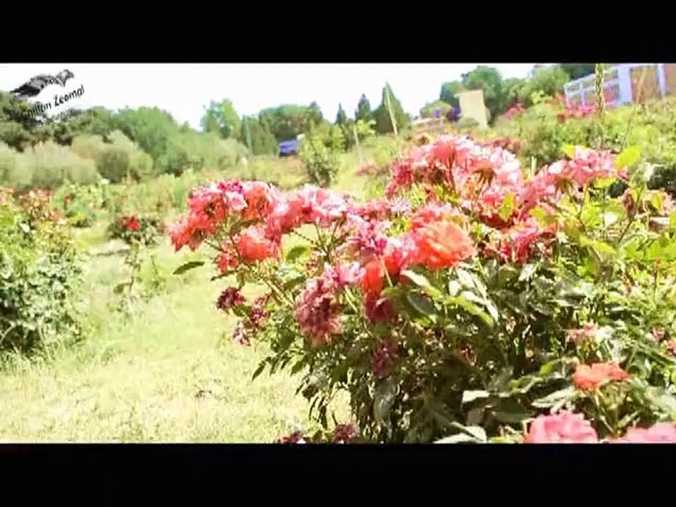 Maqbool Aseer song 5