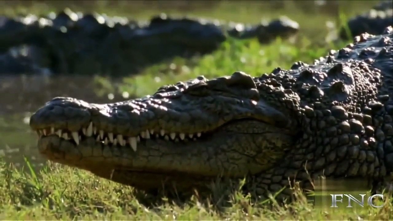 Crocodile Attack Animals   Video Animal Attack