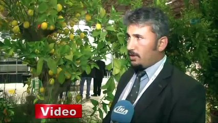 Dev limon ağacı küçük saksıda yetişiyor