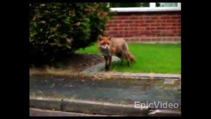 Dog saves cat from hungry fox!!!