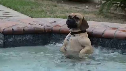 Le chien qui adore le jet d'eau de la piscine