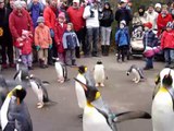 Pinguine watscheln im Zoo Basel