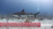 Caribbean Reef Shark: Did You Know?