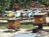 Dobra godina za pčelare, 31. avgust 2015. (RTV Bor)