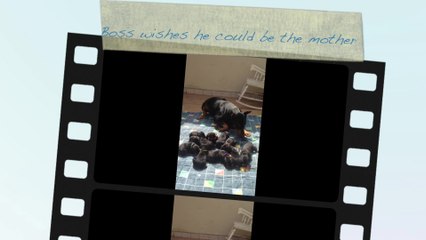 Male Doberman takes on mother role for his litter
