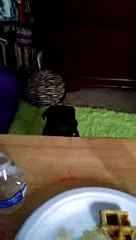 Pig the pug making funny sounds
