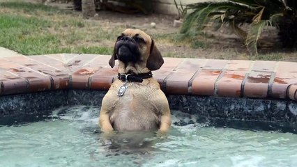 un chien kiff le jacuzzi