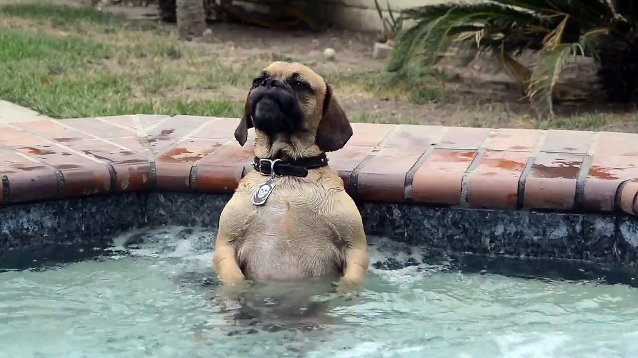 un chien kiff le jacuzzi