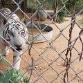 BigCatDerek Pawi heard the interns getting food ready, so he told me about it. He was very excited.  kanappalli