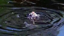 Frog Mates Breeding Frog Mating Group