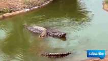 Crocodile Mating Animal Making Love Underwater
