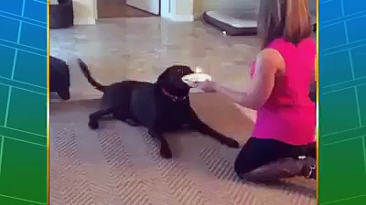 Dogs are the greatest. (2)