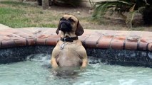 Un chien qui adore les jacuzzis !