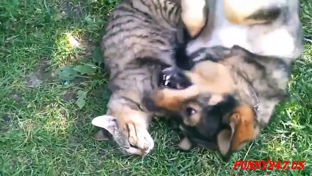 Dog jealous of cat- Funny videos