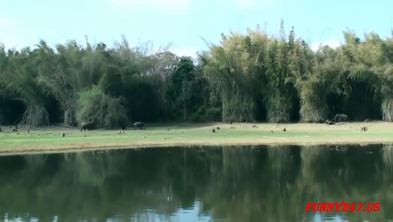 Elephant Mating And Giving Birth