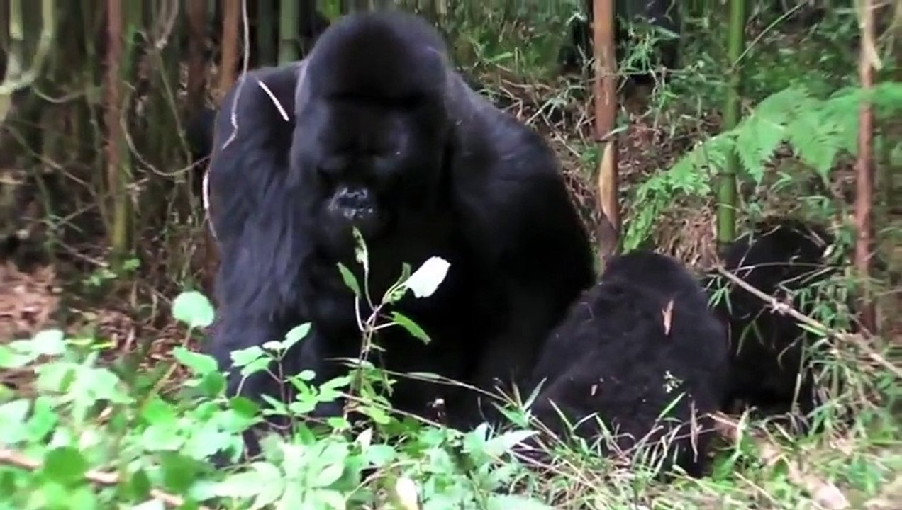 Gorilla Mating And Giving Birth
