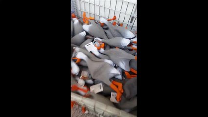 Man plays with army of duck toys...