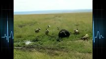 Hyenas attack baby buffalo and his mother