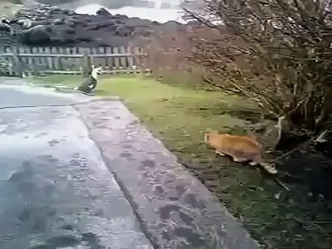 Кот на охоте