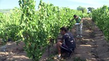 Changement climatique: le Beaujolais cherche la parade